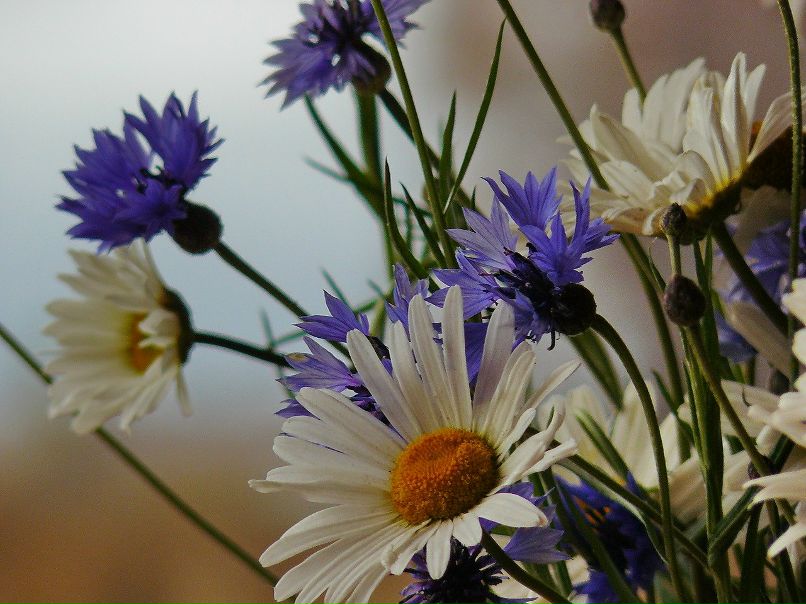 Ирина Архипова Владимировна | Псков