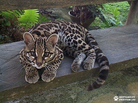 Оксана Курбанова | Киев