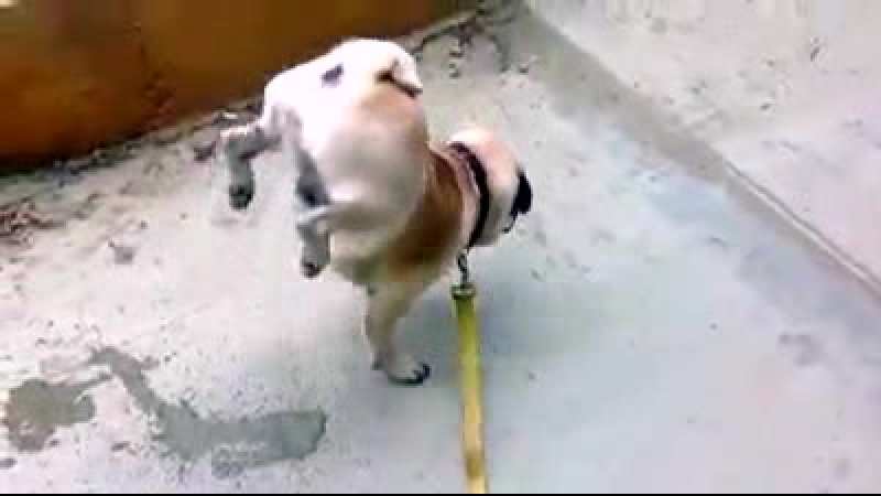 Собачка акробатка