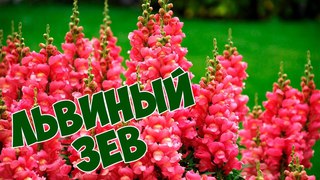 ЛЬВИНЫЙ ЗЕВ или АНТУРИУМ 🌸 Посадка и особенности выращивания