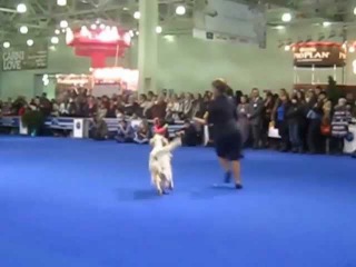 Евразия 2013 23 марта Best in Show