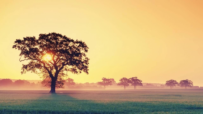 CMA Light Of Dawn ( Ft.