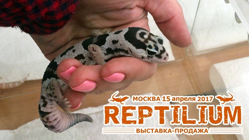 Рептилиум 2017 ( REPTILIUM), Интервью с посетителями и
