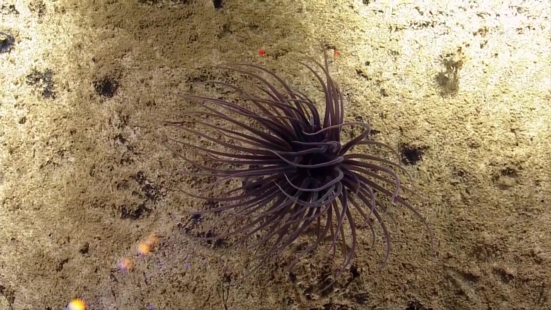 Life at the Mona Rift Nautilus