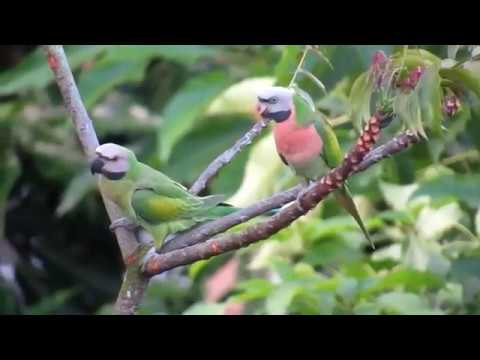 Red breasted parakeet, Розовогрудый кольчатый попугай, Psittacula