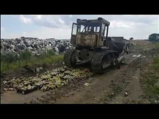 Сотни килограммов запрещённых яблок и редиса раздавили бульдозером