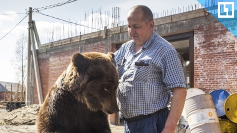 Завёл медведицу вместо