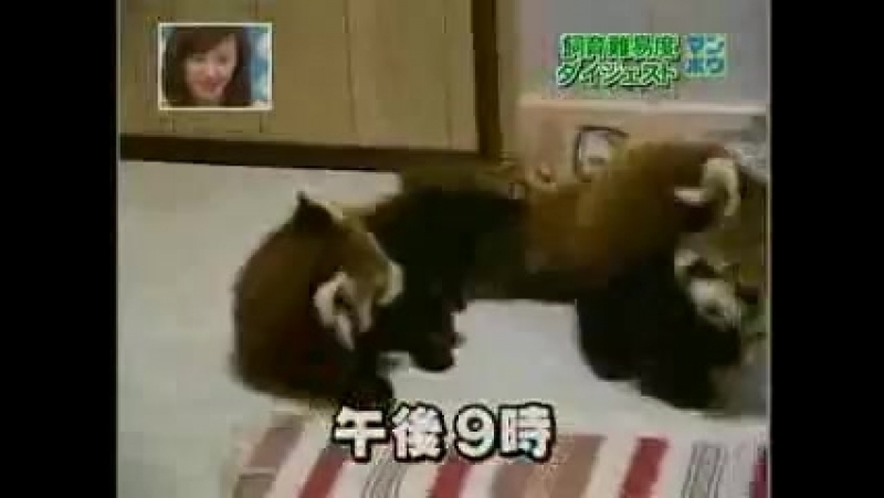 Super cute red panda attack