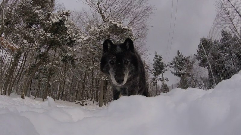 Wolfdog Tries to Steal Go