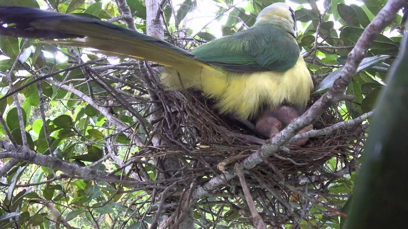 Green Jays ( Cyanocorax yncas) tending their nestling LONG VERSION ANGLE 2 PNN