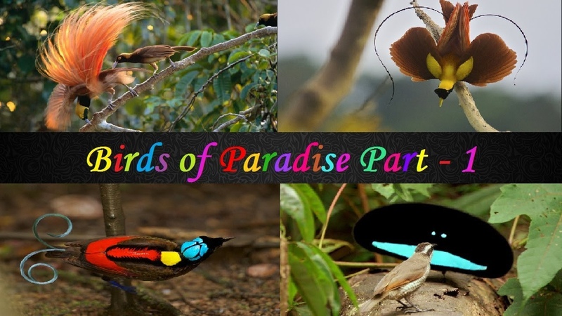 Birds of Paradise Part 1, Most Beautiful Birds of the World, Rare and Exotic