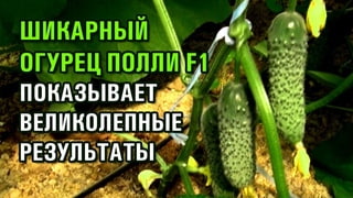 ШИКАРНЫЙ ОГУРЕЦ ПОЛЛИ F1 ПОКАЗЫВАЕТ ВЕЛИКОЛЕПНЫЕ РЕЗУЛЬТАТЫ (21-09-2019)