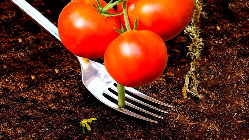 35 GENIUS GARDEN HACKS THAT ACTUALLY