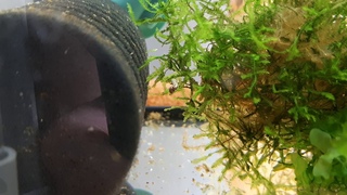 Мальки Пецилобрикона / Nannostomus eques, Poecillobrycon eques baby