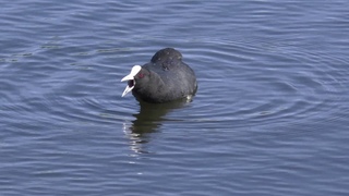 Eurasian Coot