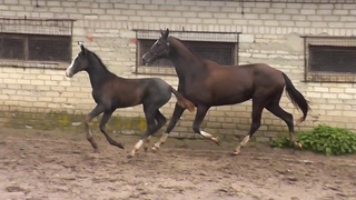 Dagma Shael (Mazkhar Shael - Darsi Shael), akhalteke filly, ахалтекинская кобылка.