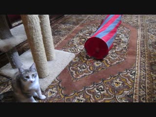 Симочка ищет дом.