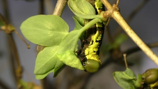 Гусеницы Cephonodes hylas