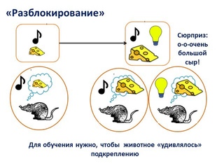 Не наш условный рефлекс 2.
