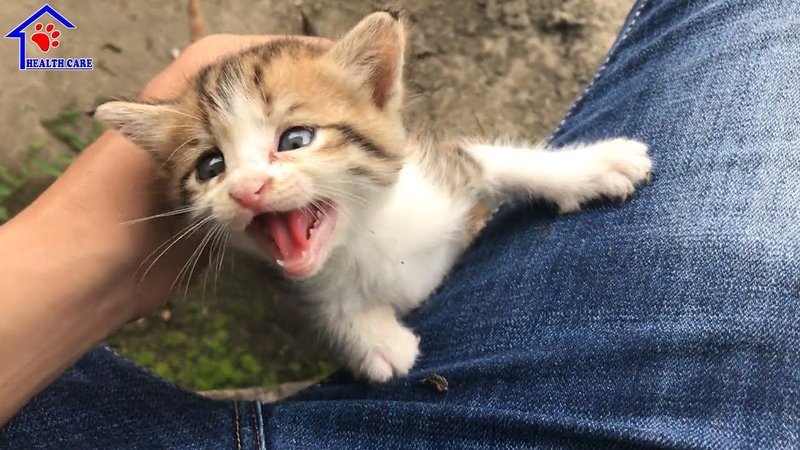 Cutest Baby think Im their Mother Little kittens crying on
