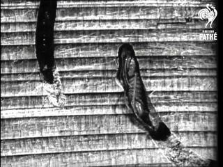 The Sirex Woodwasps And Their Insect Enemies Reel 1 (1930-1939)