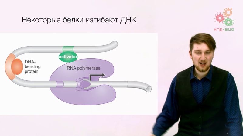 Регуляция работы генов. Регуляция транскрипции у