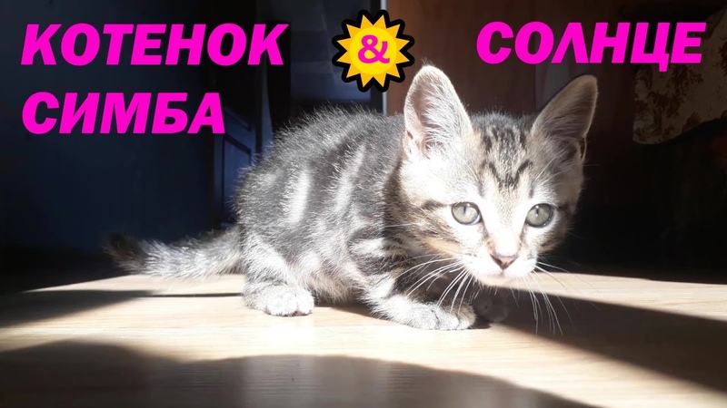 КОТЕНОК СИМБА Игра теней Котята Супер