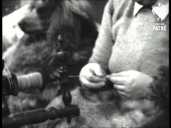 Dogs Wool