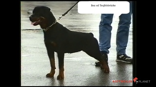 ADRK Klubsieger 1988 Bea von der Teufelsbrcke
