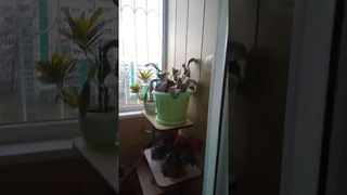 VID 20191028 155354 mp4