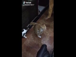 велоцираптор.