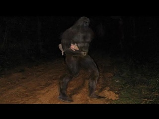 BIGFOOT SEEN STEALING PIGLET, YOUNG BIGFOOT PLAYS PEEK A BOO WITH HUNTER, PLUS 2 MORE GREAT STORIES!