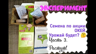 ЭКСПЕРИМЕНТ/ СЕМЕНА ПО АКЦИИ ИЗ ОКЕЯ/ ЧТО ИЗ НИХ ВЫРАСТЕТ/ ЧАСТЬ 3 - РАЗВИТИЕ