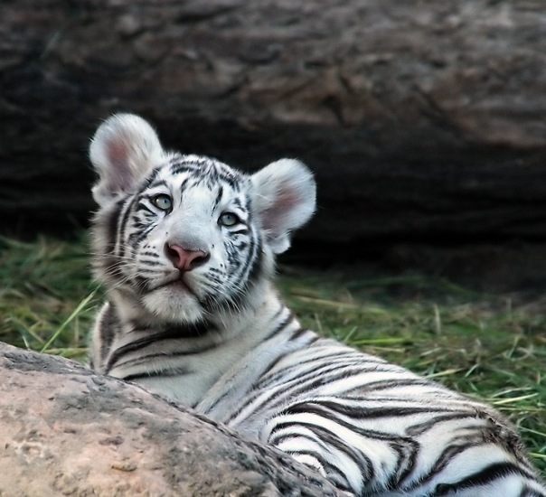 №5, Алёнушка Рудковская №5, Алёнушка Рудковская