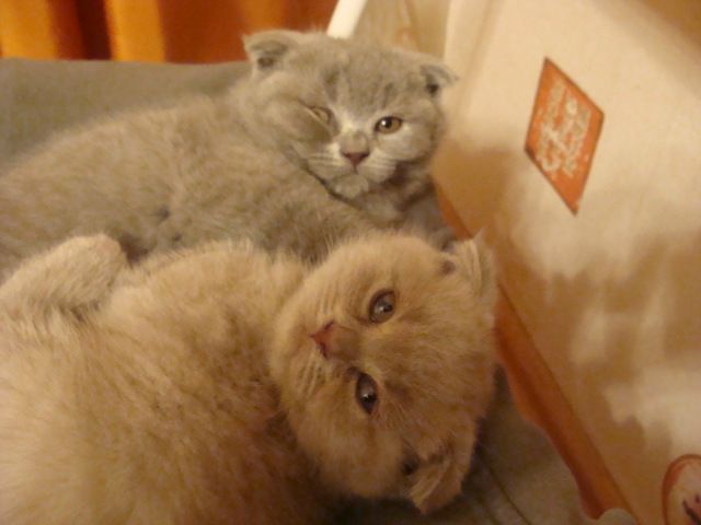 №70, Мария Шако, 36 лет, Москва №70, Мария Шако, 36 лет, Москва