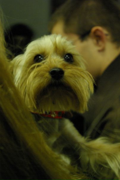 №17, Мария Собчишина, 7.1 №17, Мария Собчишина, 7.1