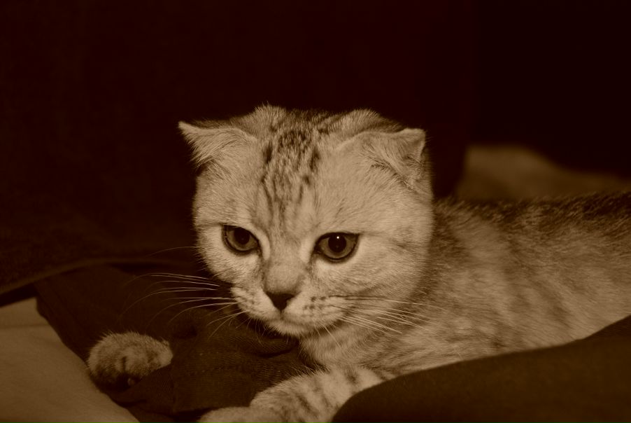 №31, Кирилл Майстренко, 28 лет, Харьков №31, Кирилл Майстренко, 28 лет, Харьков