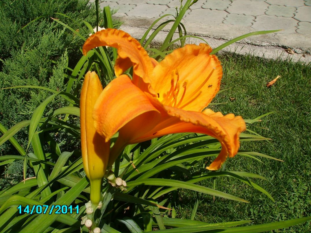 Ольга Моисеева | Новосибирск