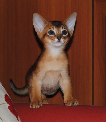 Наталья Карпова | Санкт-Петербург