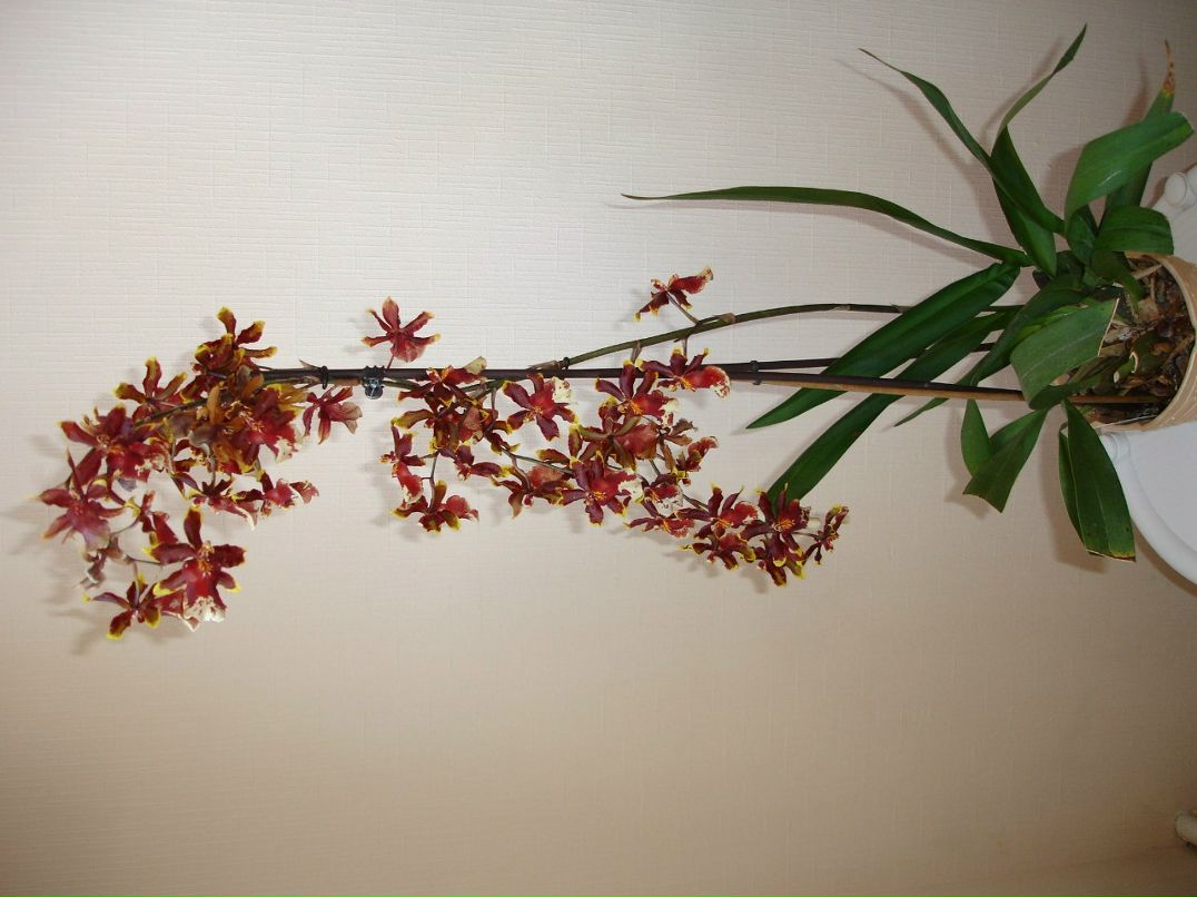 Валентина Косикова | Симферополь