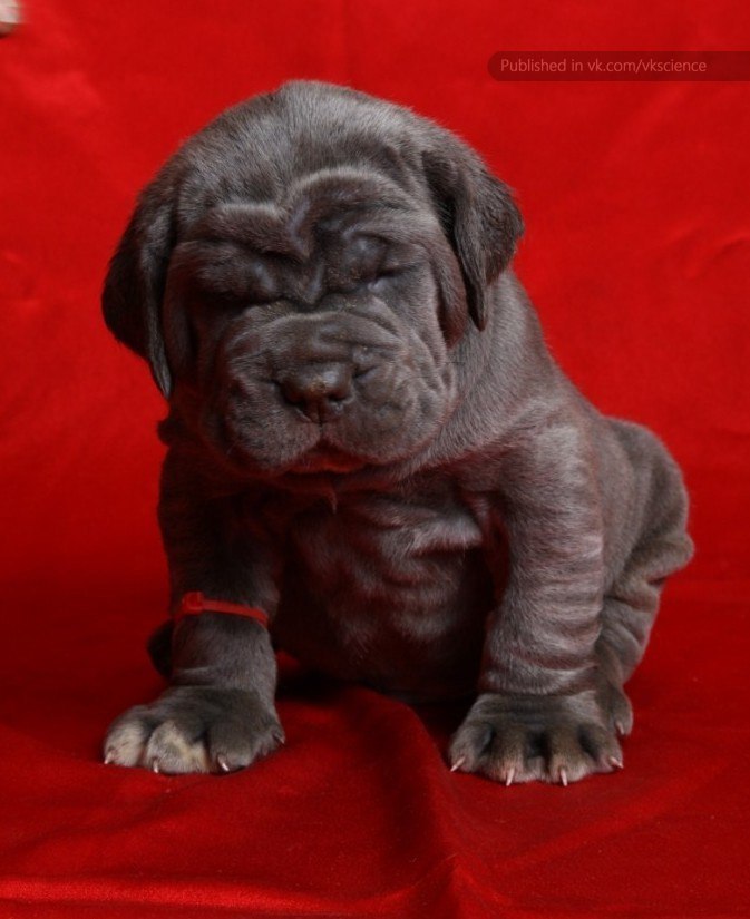 Евгений Руссу | Новосибирск