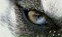 Димон Тимченко | Изюм