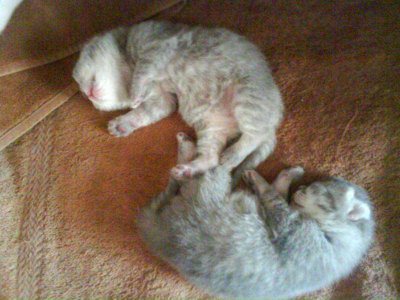 Линуся Гранкина | Горишние Плавни / Комсомольск