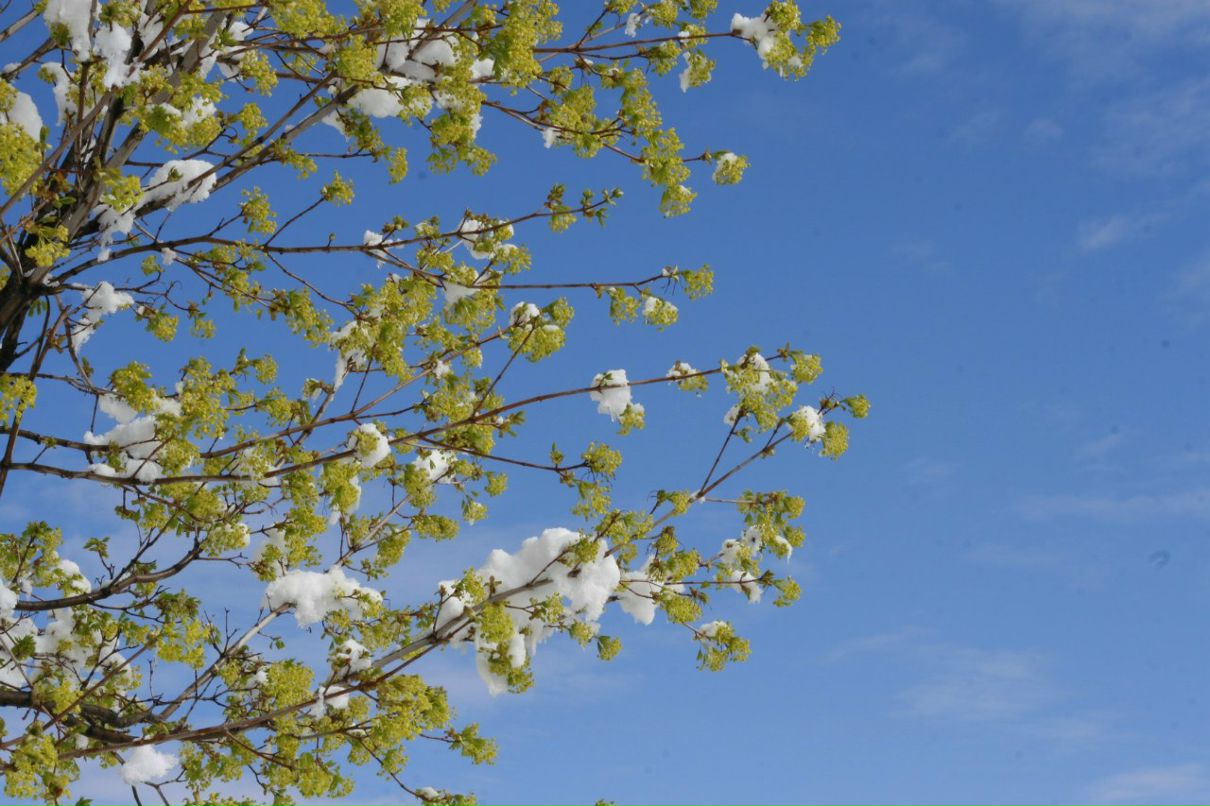 Vladimir Shnayderman | Salt Lake City