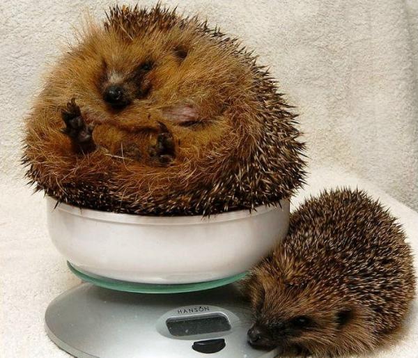 №10, Константин Савченко №10, Константин Савченко