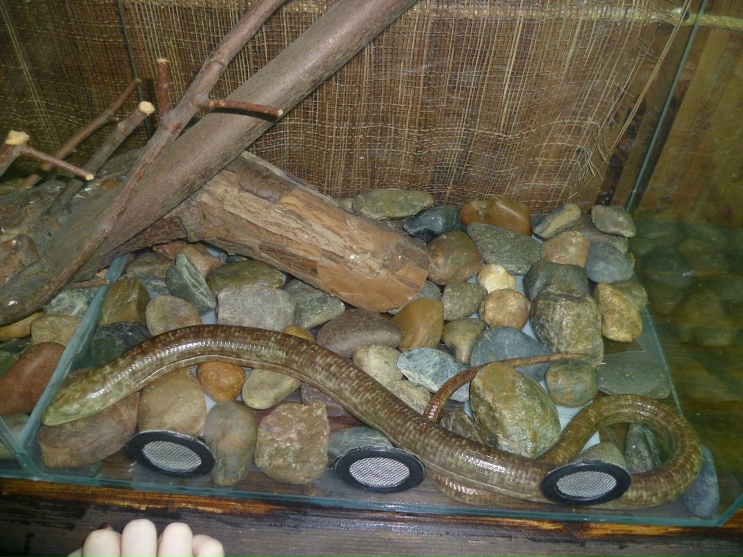 Полина Юрьева /Полик\ | Новосибирск