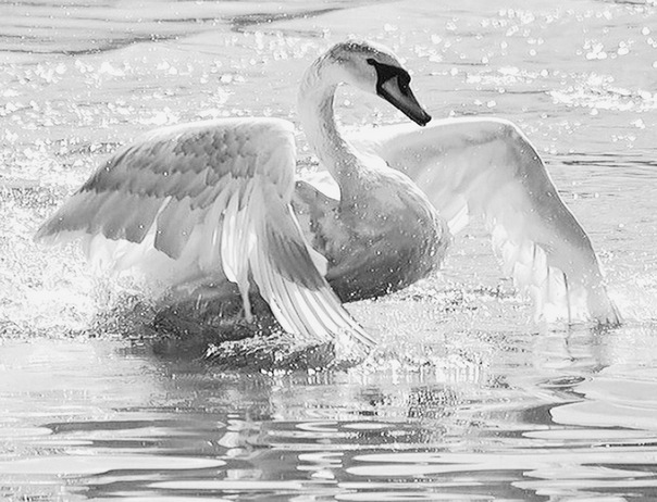 №144, Юлианна Караманешта, 35 лет №144, Юлианна Караманешта, 35 лет