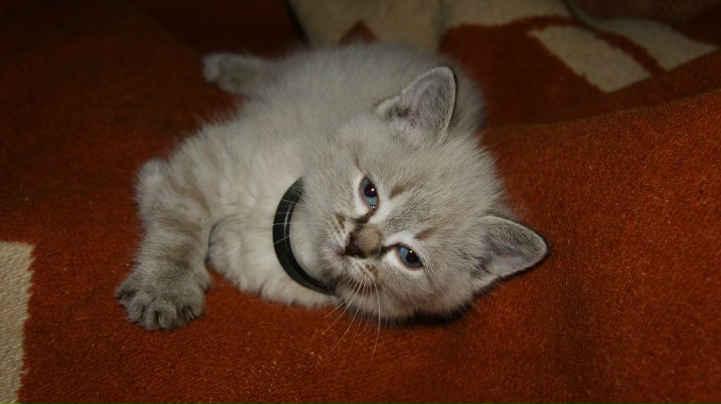 Дарина Белка | Кемерово