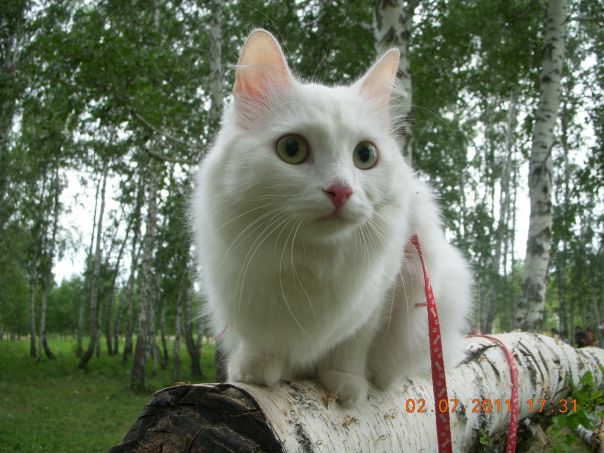 №112, Даша Селютина, Омск №112, Даша Селютина, Омск