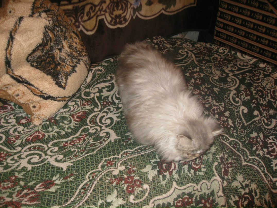 Александр Секисов | Санкт-Петербург